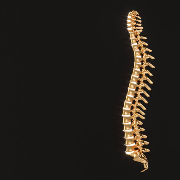 검은색 바탕에 빛나는 원반이 있는 금색 등뼈. - human spine chiropractor three dimensional shape healthcare and medicine 뉴스 사진 이미지