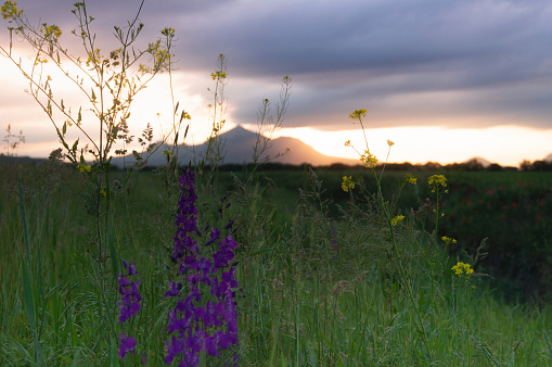 purple and yellow flowers in field in mountains at sunset. Beshtau, Stavropol Territory