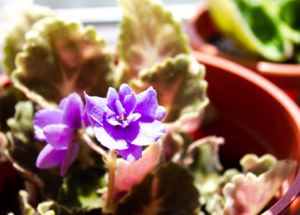 istock Violet home plant. Violet flower close-up. 1516828657