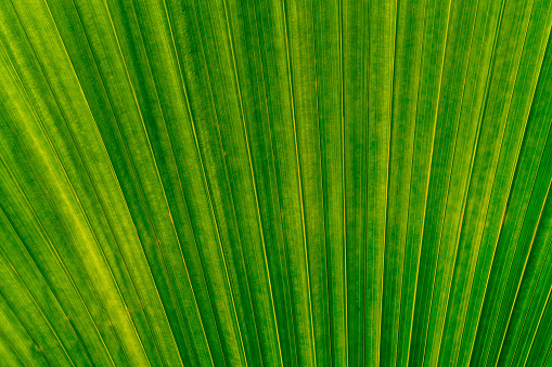 Green leaves texture,tropical leaf for nature background,leaf palm foliage tree,Abstract background