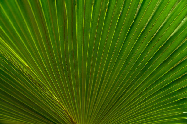 istock Green leaves texture,tropical leaf for nature background,leaf palm foliage tree 1516834849