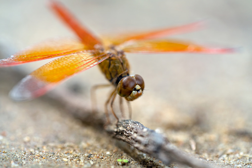 orange dragonfly standing by wood with nature background