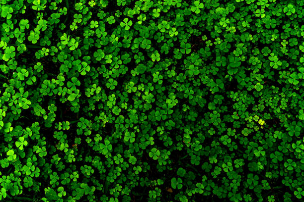 Green leaves pattern,leaf Shamrock or water clover background Green leaves pattern,leaf Shamrock or water clover background marsileaceae stock pictures, royalty-free photos & images