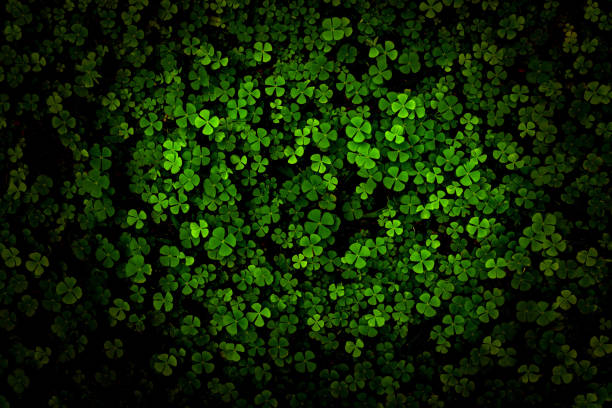 Green leaves pattern,leaf Shamrock or water clover background Green leaves pattern,leaf Shamrock or water clover background marsileaceae stock pictures, royalty-free photos & images