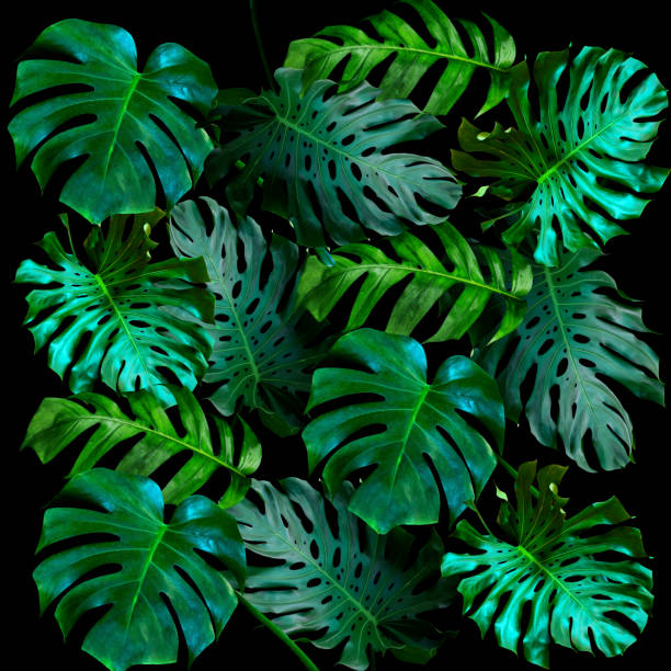 istock Green leaves pattern for nature concept,tropical leaf textured background 1516836479