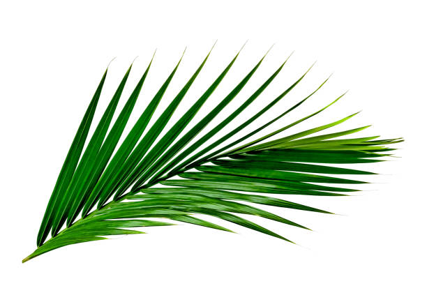istock Green leaves pattern,leaf palm tree isolated on white background 1516840394