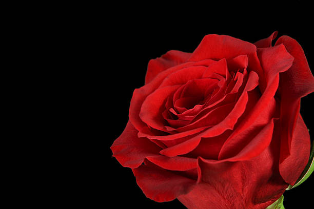 istock Scarlet Rose on Black 151684400