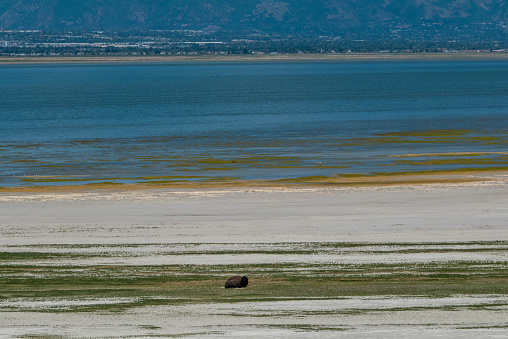 Wild bison herd on Antelope Island in the Great Salt Lake, Utah.