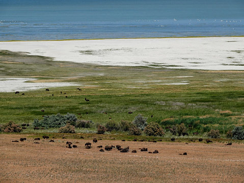 Wild bison herd on Antelope Island in the Great Salt Lake, Utah.