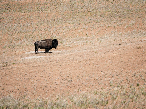 Lone bison bull, Antelope Island. Great Salt Lake, Utah.