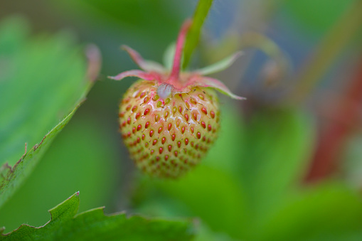 An adolescent strawberry growing with its red pips embedded on its green coloured skin