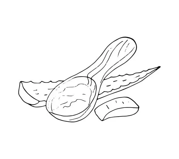 Vector illustration of Aloe Vera Gel in spoon