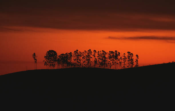 istock Majesty on the Mountain: Trees Against an Orange Sky 1516859515