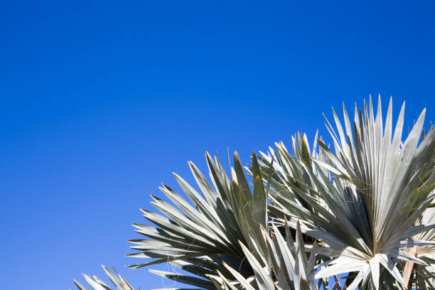 istock Palm tree in the background of a clear blue sky. Background for inserting an image or text on a theme - tourism, travel and leisure. Natural background 1516868135