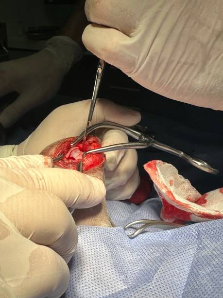 istock Patellar luxation left leg in dog 1516869235