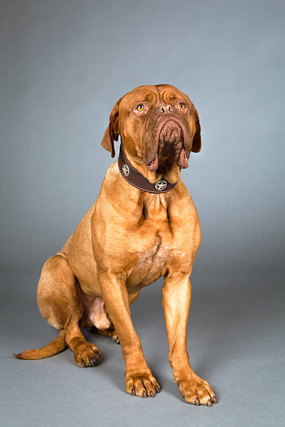 istock Studio Shot of Sitting Dogue de Bordeaux in Collar 151687705