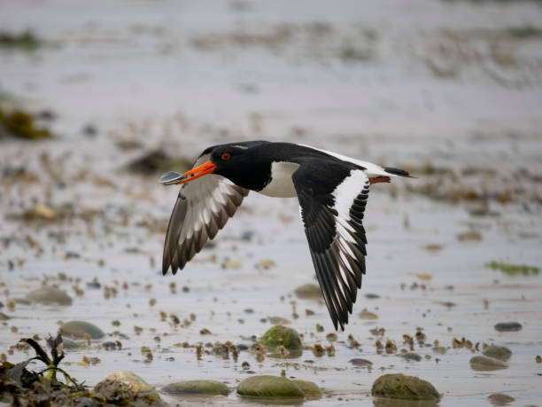 istock Oystercatcher, Haematopus ostralegus 1516886263