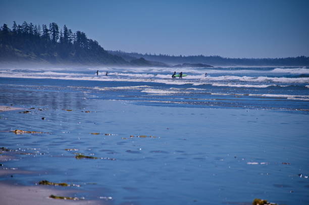 istock Beach in Tofino, Canada with surfers 1516891606