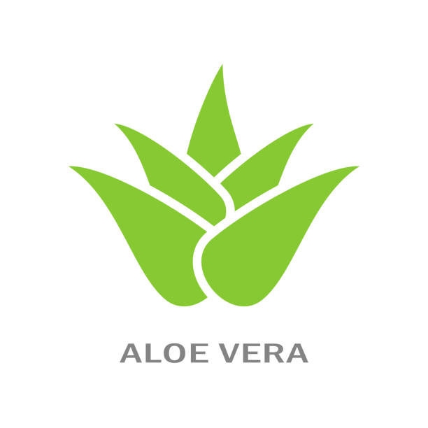 Aloe Vera plant icon Aloe Vera plant icon isolated on white background aleo vera stock illustrations