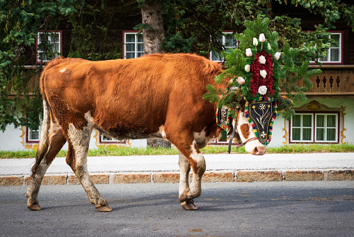 'Almabtrieb', event in autumn when decorated cows return rom the alp in front of traditional farmhouse, Oberau, WildschÃ¶nau, Austria