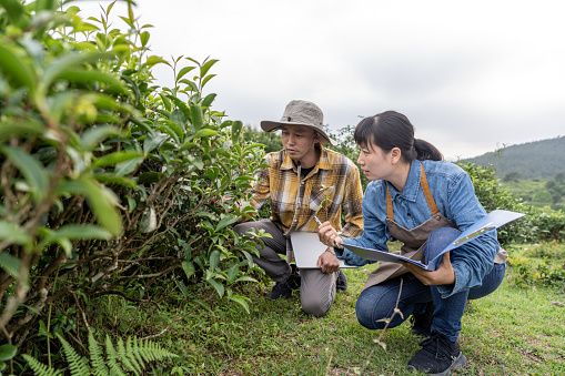 Two male and female agricultural workers are inspecting in the botanical garden