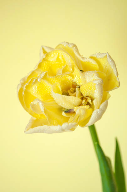 Closeup of fresh single yellow tulip with water drops on its petals.