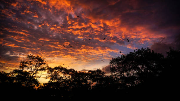 istock Egret Flying at Sunset in Aceh 1516900019