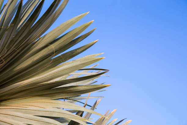 istock Palm tree in the background of a clear blue sky. Background for inserting an image or text on a theme - tourism, travel and leisure. Natural background 1516900836