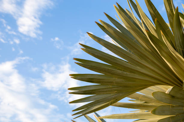 istock Palm tree in the background of a clear blue sky. Background for inserting an image or text on a theme - tourism, travel and leisure. Natural background 1516901354