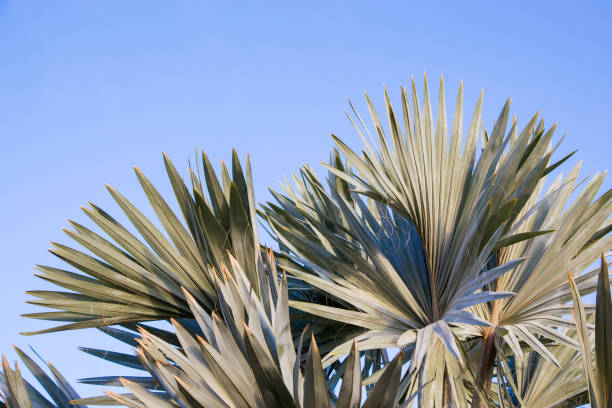 istock Palm tree in the background of a clear blue sky. Background for inserting an image or text on a theme - tourism, travel and leisure. Natural background 1516901365
