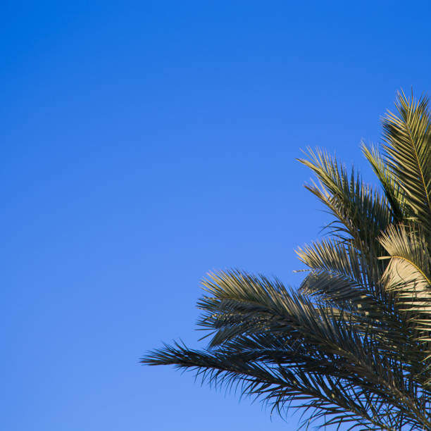istock Palm tree in the background of a clear blue sky. Background for inserting an image or text on a theme - tourism, travel and leisure. Natural background 1516901890