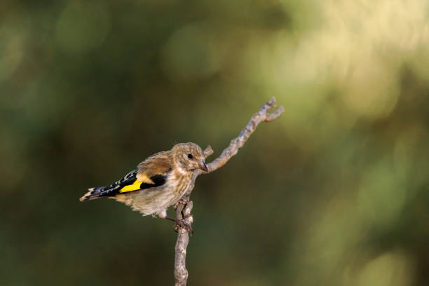 Top angle shot of finch bird in the grass trying to eat together