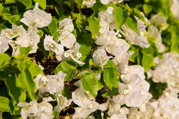 istock Bright flowers. Summer and spring background. Multicolored flowers in the sunlight. 1516902416