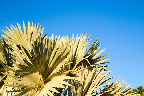 istock Palm tree in the background of a clear blue sky. Background for inserting an image or text on a theme - tourism, travel and leisure. Natural background 1516902445