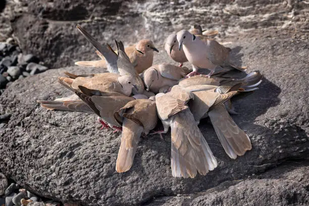 Photo of Eurasian collared doves (Streptopelia decaocto) group forms a circle around forage in Fuerteventura