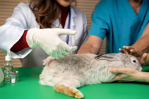 veterinarian doctor injects medicine into ill rabbits, concept of using animal for testing experiment drugs treatments and cosmetics, scientist research sick rabbit pets at clinic
