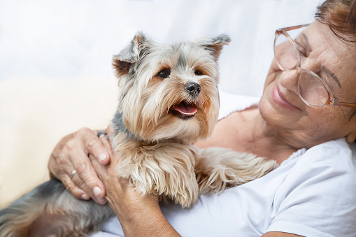 Happy senior elderly woman (over age of 50) hugging lovely Yorkshire terrier (York) dog with cute expression at home. Pensioner and animal enjoying rest together. Healthy lifestyle. Selective focus.