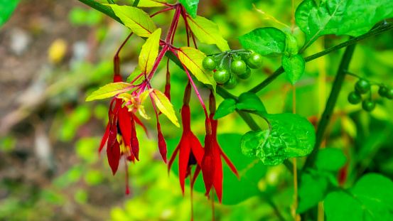 Close up detail of lush green foliage with red flower in a tropical rainforest. Shot in Hawaii.