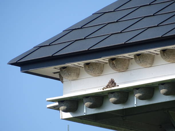 istock Nesting aid for swallows as in a block of flats 1516950928