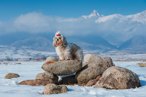 Shih tzu dog standing on stone on mountains background at winter