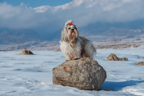 겨울에 산을 배경으로 돌 위에 서 있는 시추 개 - 11827 뉴스 사진 이미지