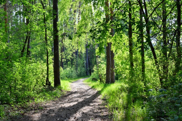 istock hiking trail going through tree trunks with sunshine in the forest 1516960528