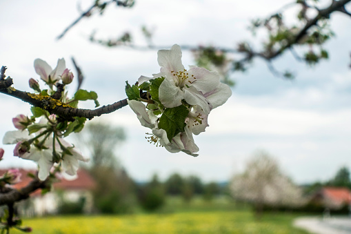 Apple tree blossom in rural orchard