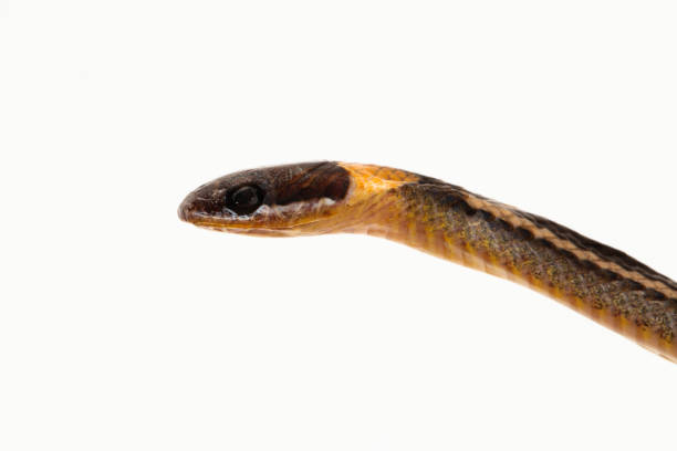 istock collared snake or striped litter snake Sibynophis geminatus on white background 1516976055