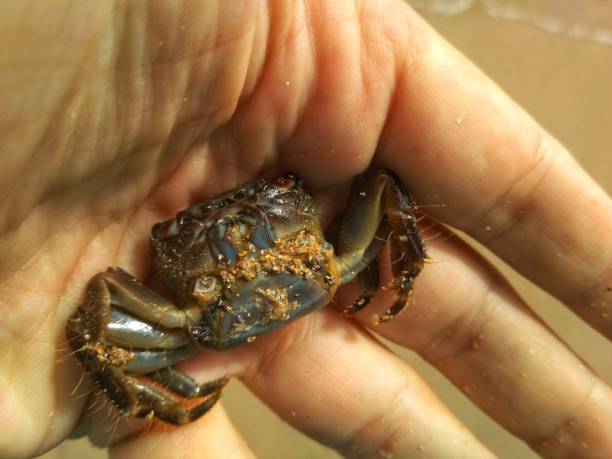 istock The small died crab in a hand 1516986554