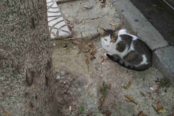 istock White and gray cat looking at the something 1516986556