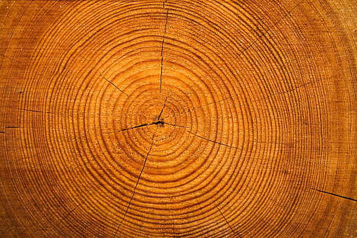 Crossection of an oak tree trunk. 