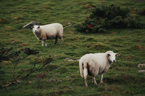 Sheep graze in a green pasture