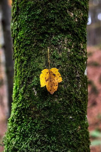 A green tree trunk with a yellow leaf.