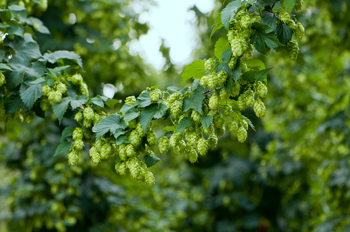 Hop plant in a hops field